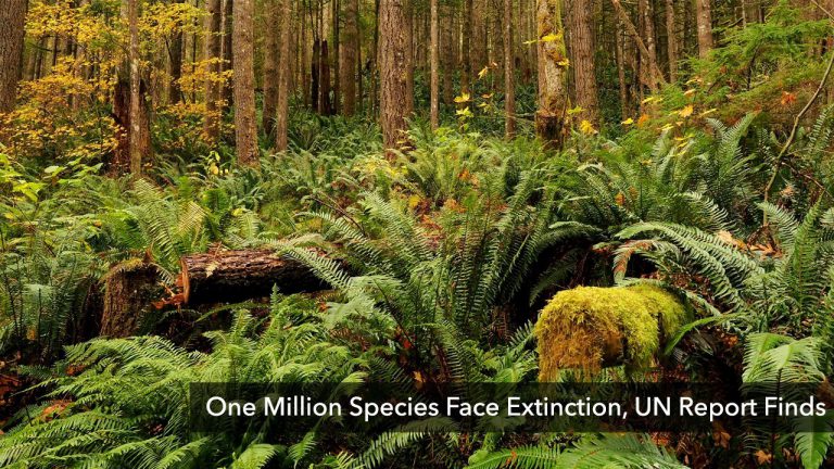 One Million Species Face Extinction: UN Report