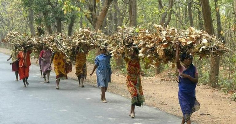India Must Prevent Eviction of Millions of Forest Dwellers, say UN Experts