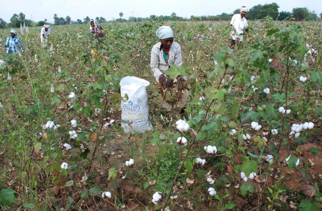 Dismantling the Myth of Bt Cotton Success in India