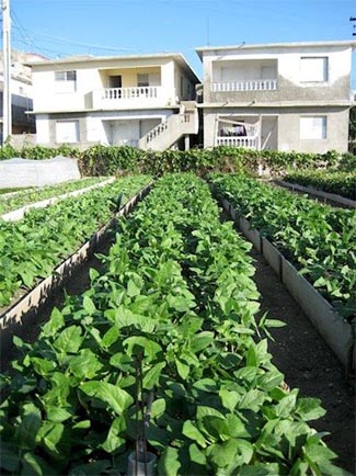 Urban Farming: Cuba’s Response to Climate-Driven Food Crises