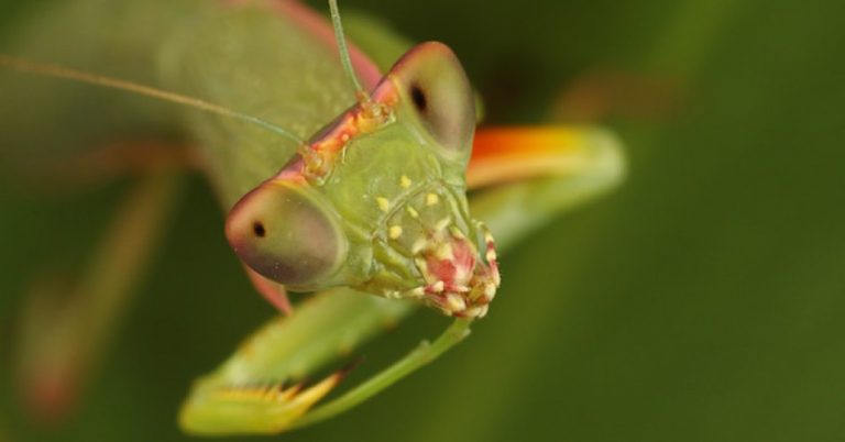 Save the Insects, Save the Farmers, Save Ourselves: End Industrial Agriculture