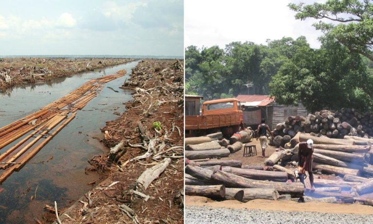 Taking Advantage of Lockdown, Centre Approves Environmentally Destructive Projects: Statement, and Article