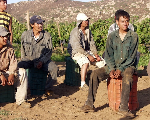 Essential—and Expendable—Mexican Labor
