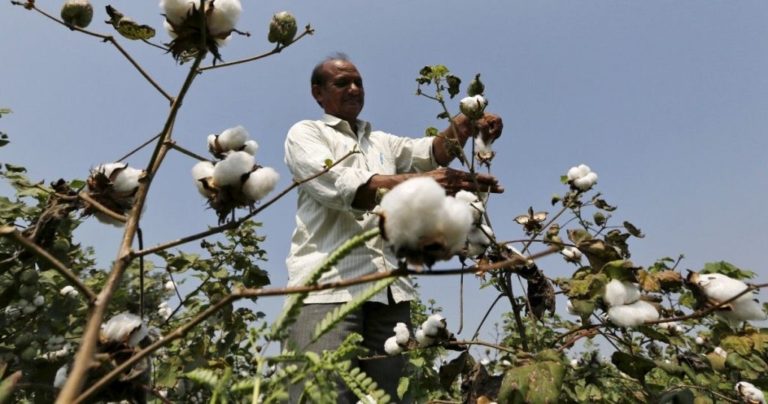 Pushing GMO Crops Into India: Experts Debunk High-Level Claims of Bt Cotton Success
