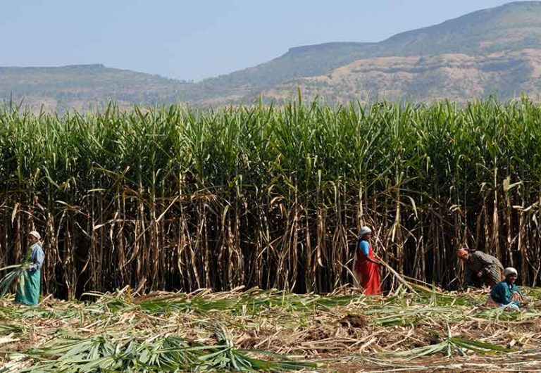 Despite Nearing Desertification, Why Is Marathwada Not Giving Up Water-Guzzling Sugarcane
