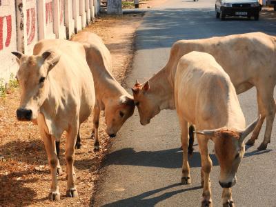 Karnataka Anti-slaughter Law Neither Protects Cows, Nor the Poor Who Tend to Them