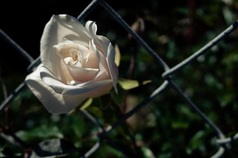 The Story of a Rose Plant: Letter from Prison