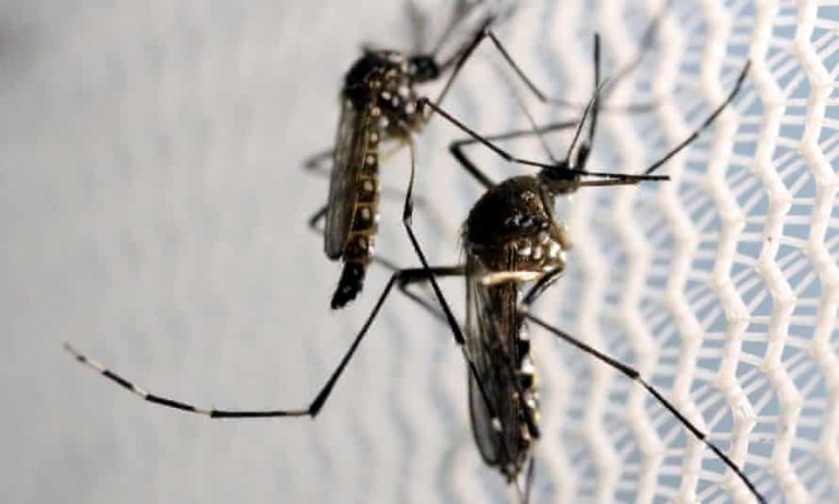 Oppose GM Mosquitoes, Sexed Semen Technology – Two Articles
