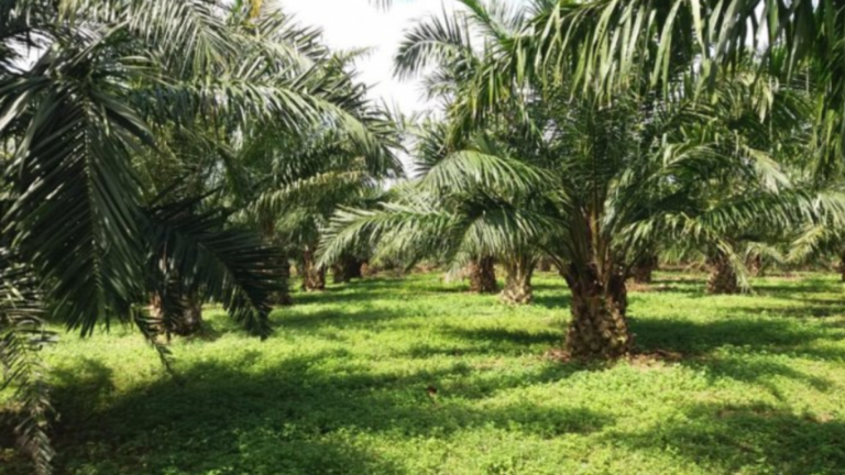 Oil Palm Mission Threatens Rich Biodiversity of A&N Island, Northeast