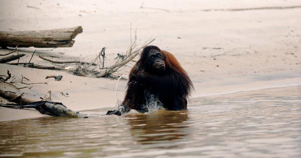Around 50 Million Years Ago, Africa was an Island. So How Did Primates Get There?