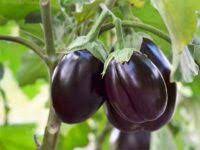 Why It Is Important Today to Recall the Democratic Processes Which Led to the Moratorium on Bt Brinjal