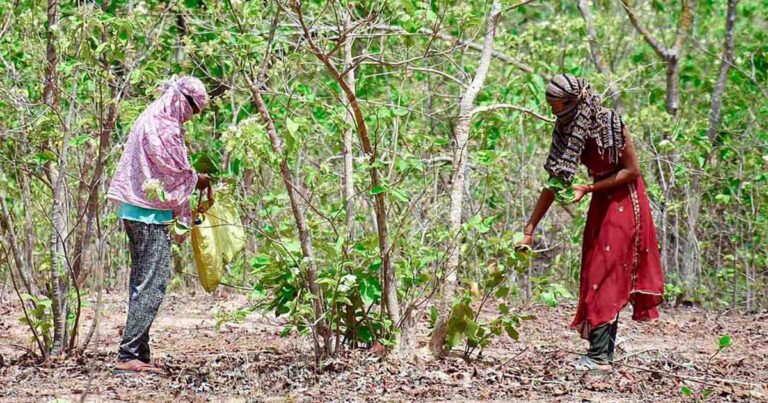 Forest Rights Foster Self-Sustaining Villages in Maharashtra’s Gondia