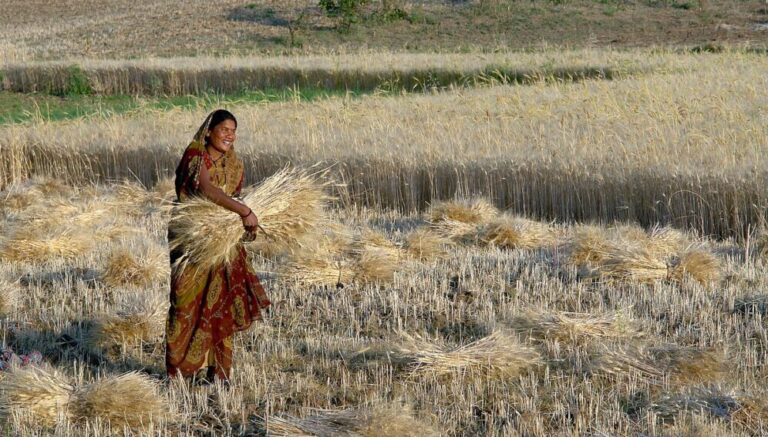 Wheat Export Debacle: Policy and Real Agenda Are Responsible, Not Mere Bungling