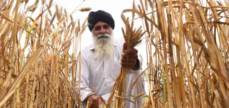 88% of Over 9,000 Punjab Farmers Who Died by Suicide in 18 Years Were Debt-Ridden: Study