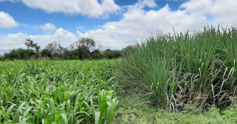 Climate Resilience, Good Yields and Steady Income: The Benefits of a Diversified Farm in Maharashtra