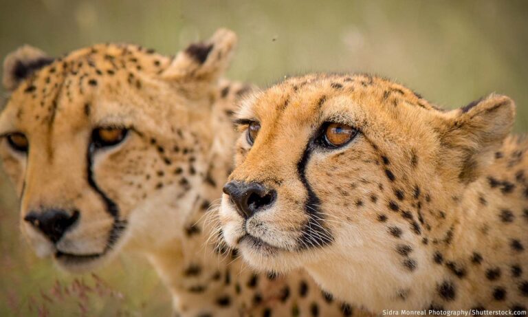 Explained: Conservationists Think Translocating African Cheetahs To India Is A Bad Idea