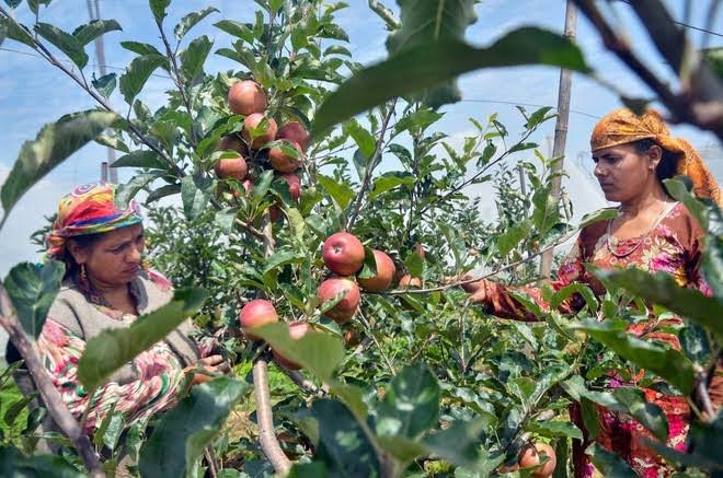An Adani Jolt? Himachal Farmers ‘Forced to Sell’ Apples at Prices Lower Than 2020