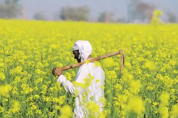 Nod to Herbicide Tolerant GM Mustard Will be Strongly Resisted: Union Govt Warned