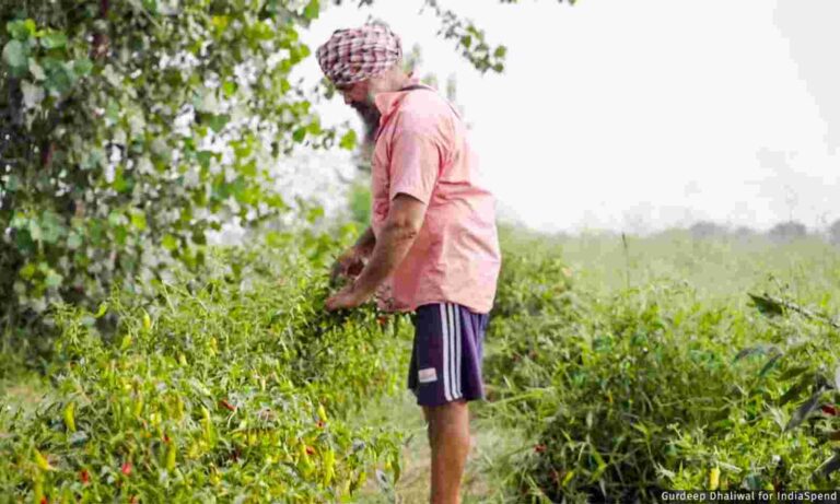 No Country For Organic: Why Punjab Finds It Hard To Quit Chemical Farming
