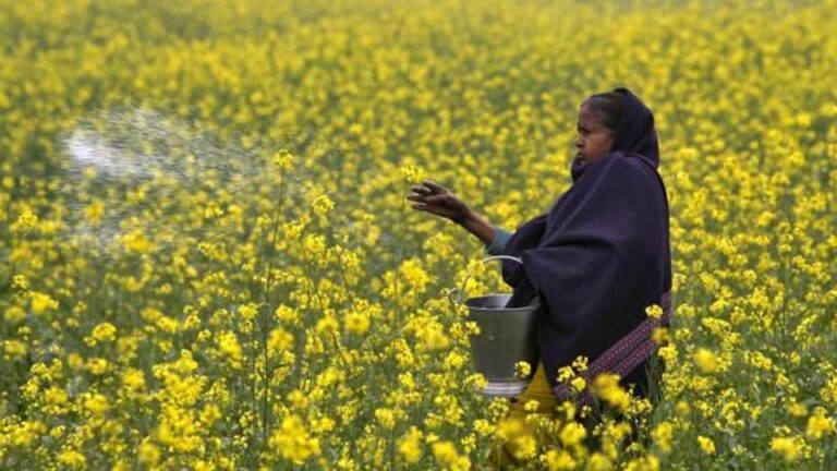 Why Say No to Indian Govt Approval to GM Mustard