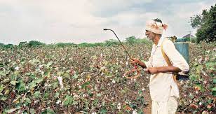 The Devastating Impact of Bt Cotton on Farmers