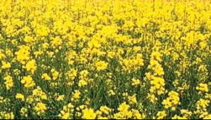 Food Without Choice?; Also – Doctors Urge Modi to Reject GM Mustard