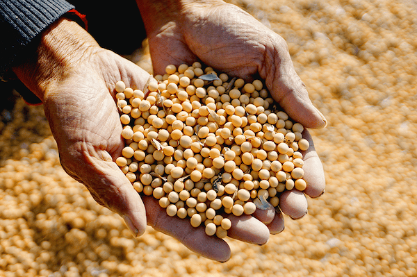 In a Soybean Game Dominated by Capital, No One Wins