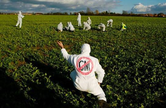 The Dangers of GM Crops – Two Articles
