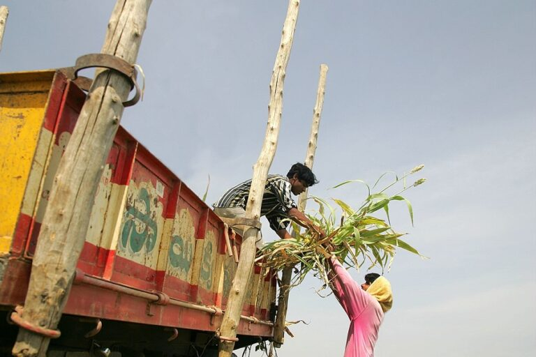 Community-Based Natural Farming Outshines Other Farming Practices in Andhra Pradesh