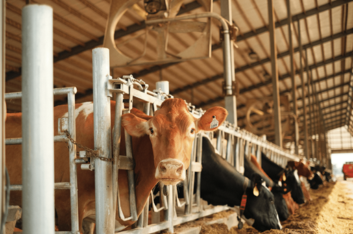 The Animal Feed Industry’s Impact on the Planet