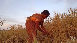 Tariff Parleys with US Will Hurt Indian Farmers; WTO Rulebook Blow to Indian Farmers – 2 Articles