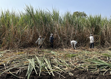 The Deadly Cost of Maharashtra’s Sugar Plantations – 2 Articles