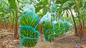 The Banana Road from South America to China