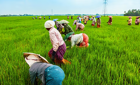 Mutant Rice Sparks Alarm; Bt Cotton a Catastrophic Failure – 3 Articles