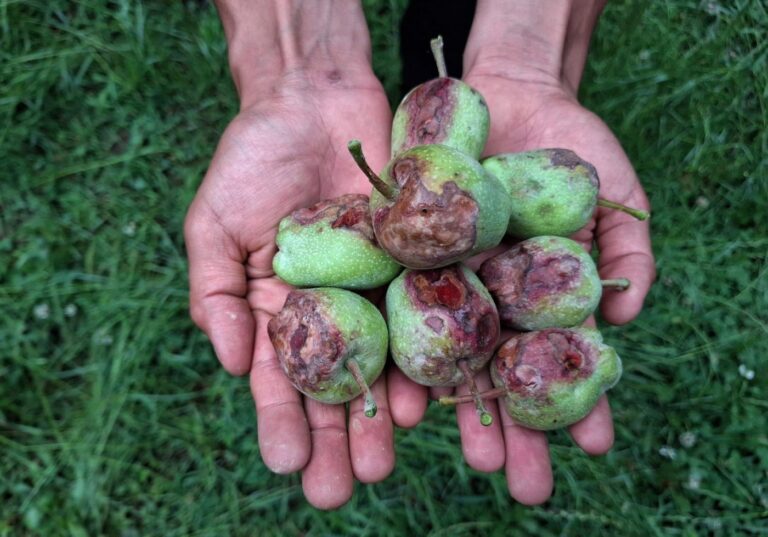 Weddings Postponed, Lives Paused: Climate Change Leaves Kashmir’s Apple Farmers and Millions Nationwide in Debt and Despair