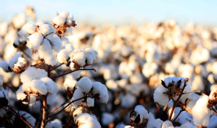 India’s Cotton Conundrum: Modi Government Sacrificing Interest of Farmers – 3 Articles