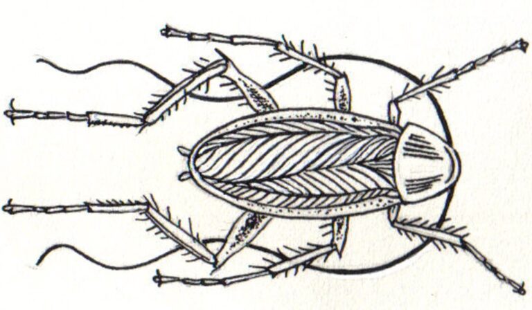 Debt and the Cockroaches