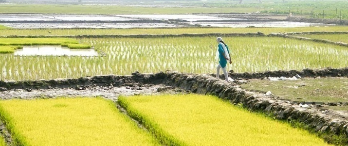 Why Indian Farmers Can’t Escape the Trap of Monocropping