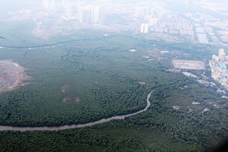 Amid a Record-Breaking Summer That’s Going to Get Worse, India Is Dismantling Its Cooling System—Tree by Tree
