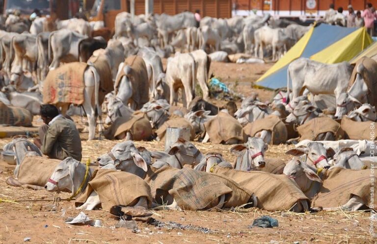 Sacred Cattle, Disposable Lives: Vigilantism and the Collapse of India’s Animal Economy