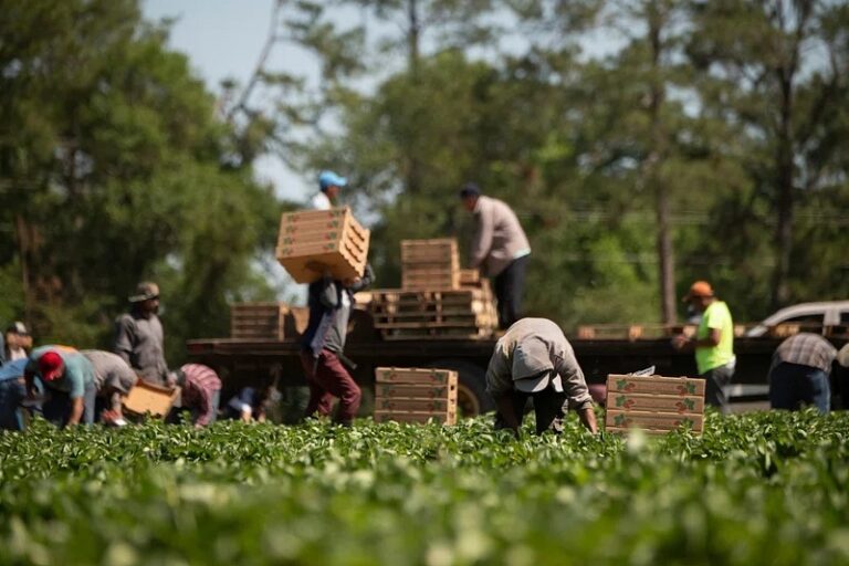 The Start of Indigenous Agriculture in North America and the American Genocide