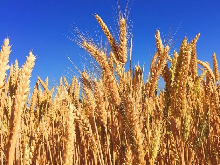 India’s Quiet Privatisation of Grain Stocks at a Time of Global Food Crisis