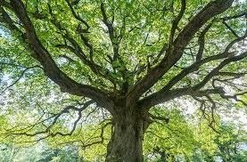 The Future of Forests