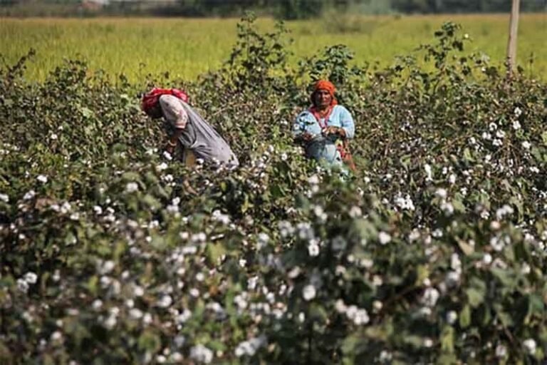 Duty-Free Cotton Imports Will Ruin India’s Cotton Farmers – 2 Articles
